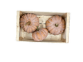 Courge mini-musquée - Sylvant - Agnin (38) - 1 kg (x8)