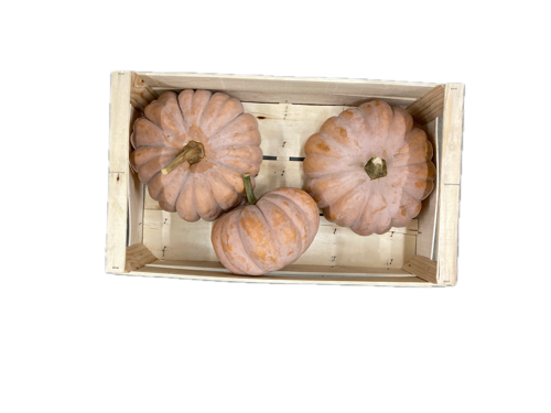 Courge mini-musquée - Sylvant - Agnin (38) - 1 kg (x8)