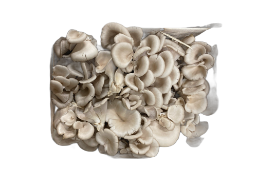 Champignon Pleurote - La Taniere Des Gones - Lyon (69) - 1 kg