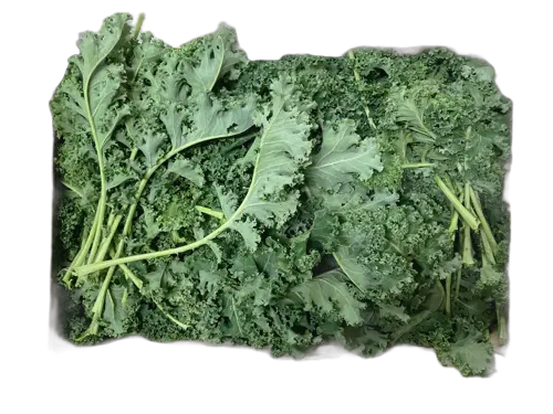 Chou Kale Noir de Toscane bottes - Microferme Des Etats-Unis - Lyon (69)