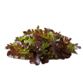 SALADE FEUILLE CHENE BRUNE - Adelante - St Paul Trois Chateaux (26)