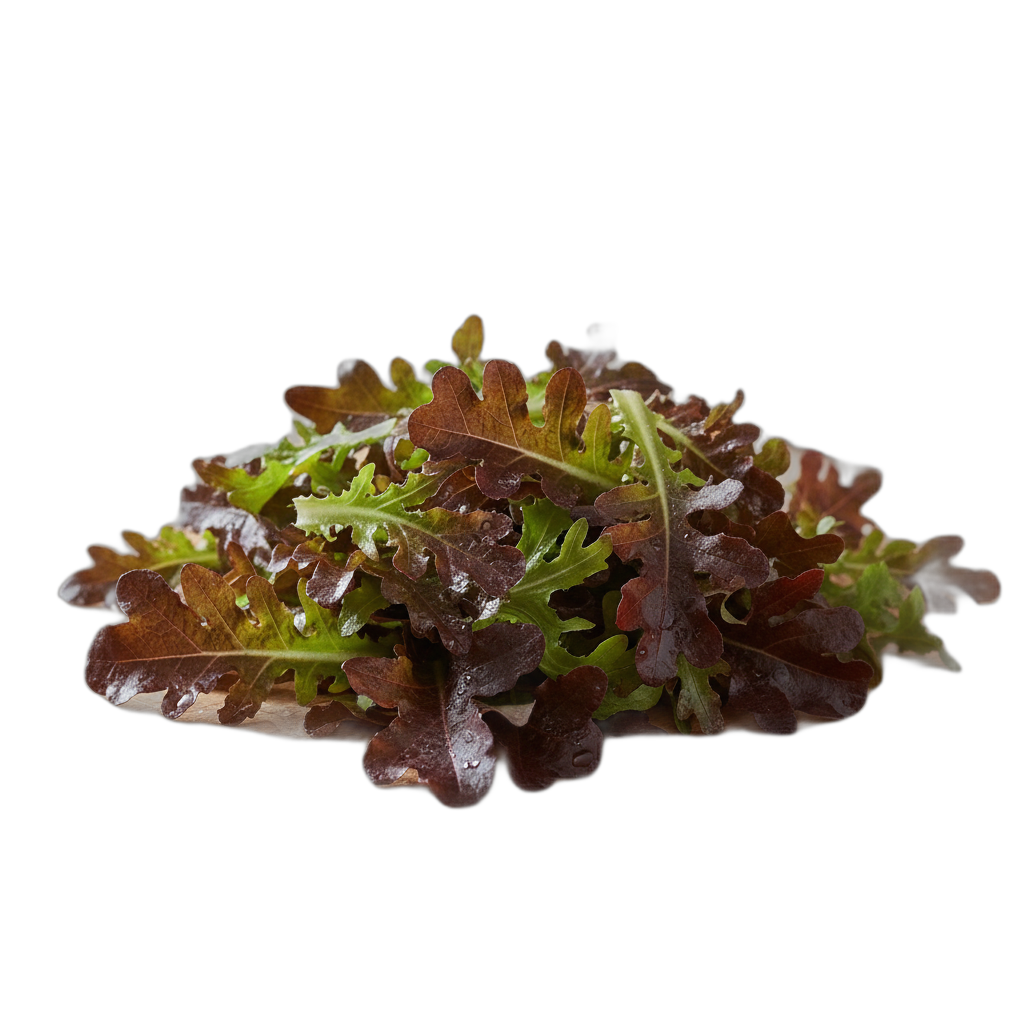 SALADE FEUILLE CHENE BRUNE - Adelante - St Paul Trois Chateaux (26)