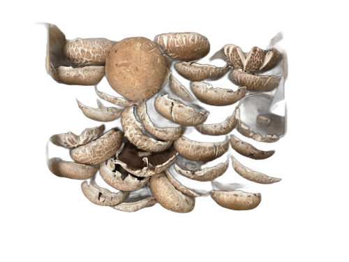 Champignon Portobello - 1 kg