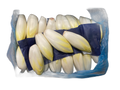 Endive - 1 kg