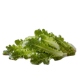SALADE FEUILLE CHENE BLONDE - Lhopital - Thurins (69)