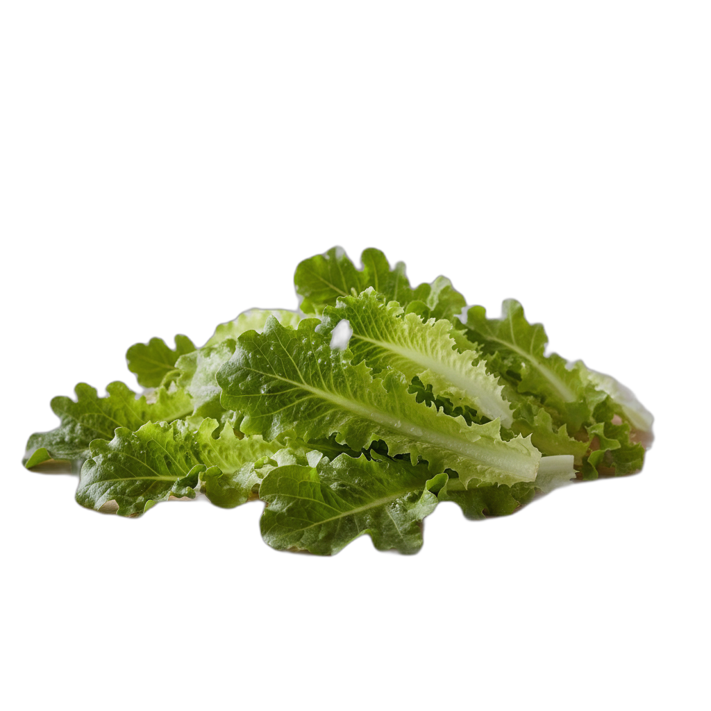 SALADE FEUILLE CHENE BLONDE - Lhopital - Thurins (69)