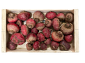 Betterave Chioggia