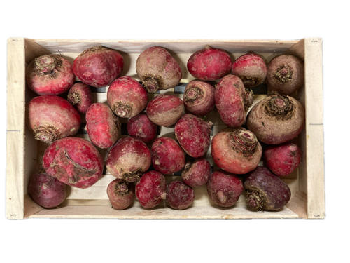Betterave Chioggia