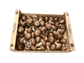 Champignon Paris Brun