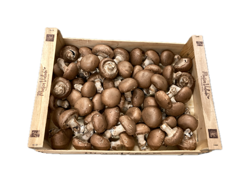 Champignon Paris Brun