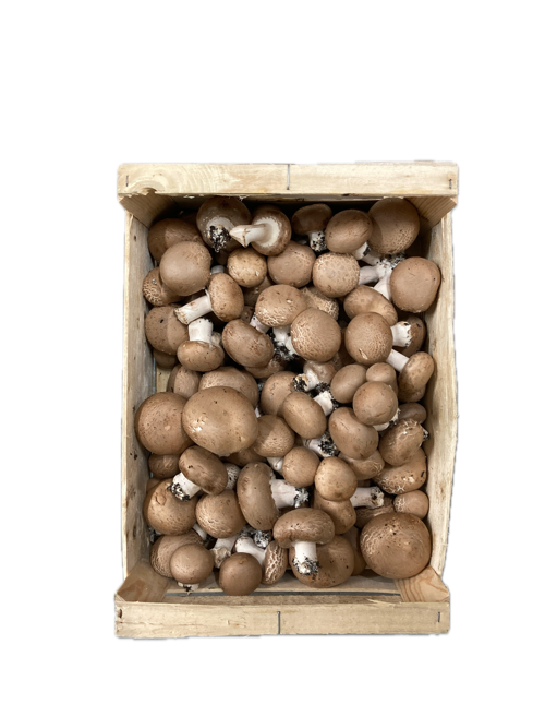 Champignon Paris Brun - La Taniere Des Gones - Lyon (69)