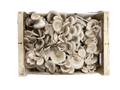 Champignon Pleurote - La Taniere Des Gones