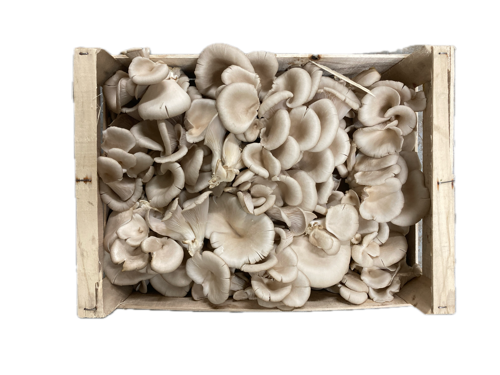 Champignon Pleurote - La Taniere Des Gones