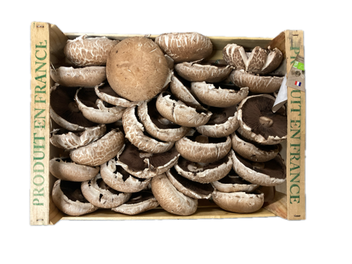Champignon Portobello