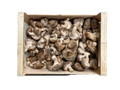 Champignon Shiitake