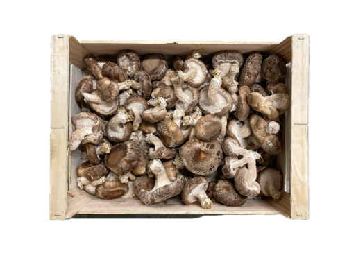 Champignon Shiitake