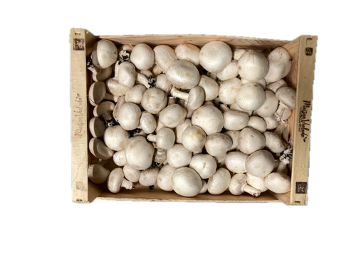 Champignons Paris Blanc