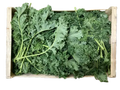 Chou Kale Noir de Toscane