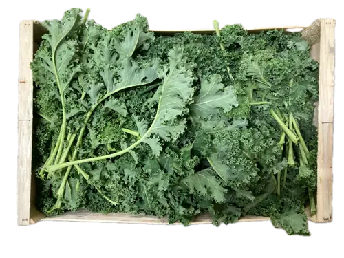 Chou Kale Noir de Toscane