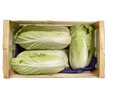 Chou Pét Saï cultivé par le Jardin de Bramfin/Seigne