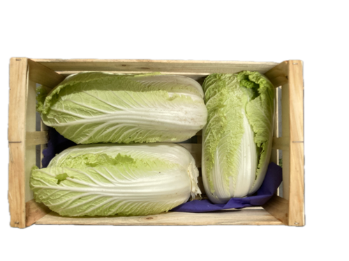 Chou Pét Saï cultivé par le Jardin de Bramfin/Seigne