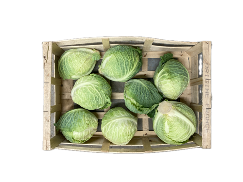 Chou Vert Frisé - Mathis Marcon