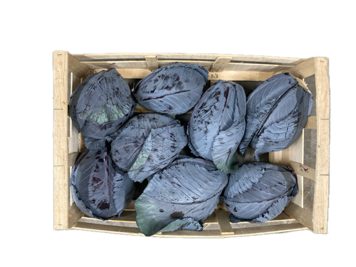 Chou rouge cultivé par Mathis Marcon