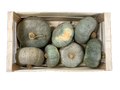 Courge Bleue de Hongrie