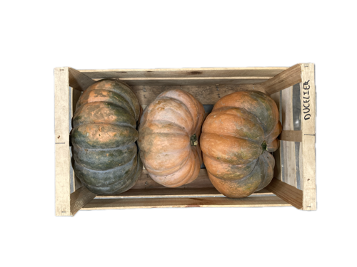 Courge muscade - Radisson - St Symphorien D'Ozon (69)