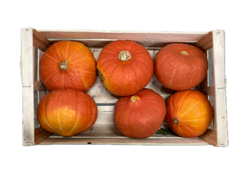 Courge potimarron orange