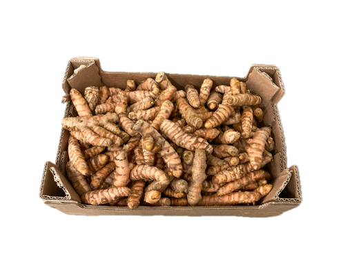 Curcuma