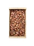 Echalote