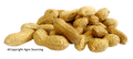 Arachides bio en coque Vrac (origine Egypte) - 2,5 kg x 2