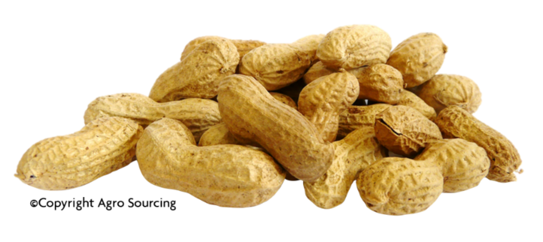 Arachides bio en coque Vrac (origine Egypte) - 2,5 kg x 2