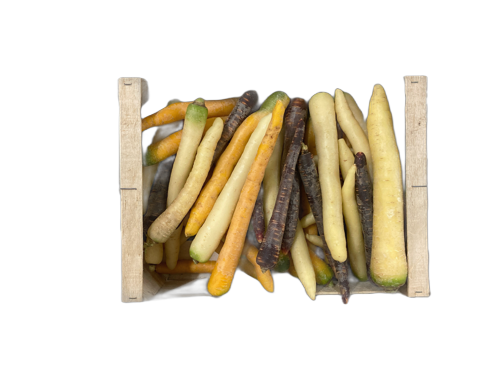 Carotte multicolore - 1 kg
