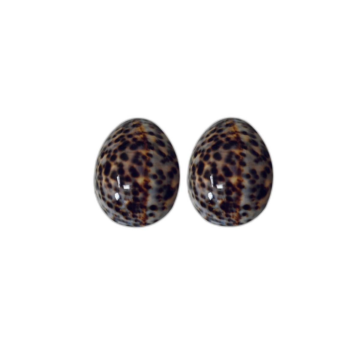 coquillages d'allaitement brillants - Taille S