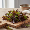 Salade Feuille de Chêne Brune