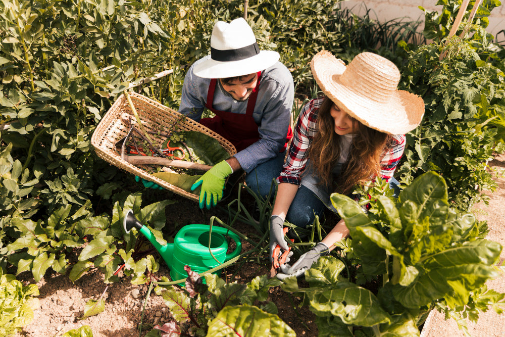 vue-aerienne-du-jardinier-masculin-et-feminin-travaillant-dans-le-potager